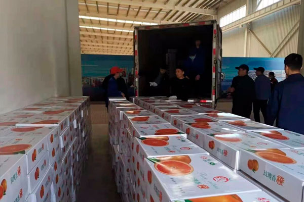 公司购买玫瑰香橙用于专项扶贫