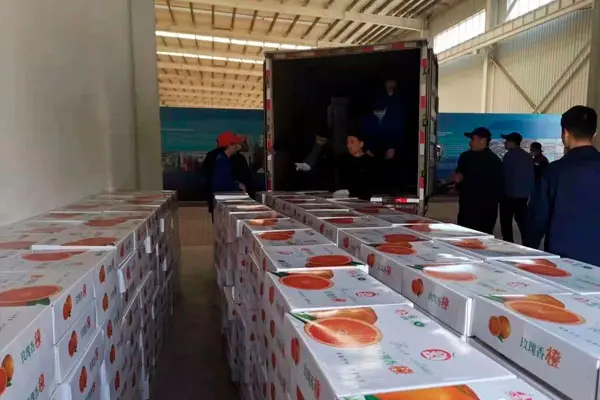 公司购买玫瑰香橙用于专项扶贫